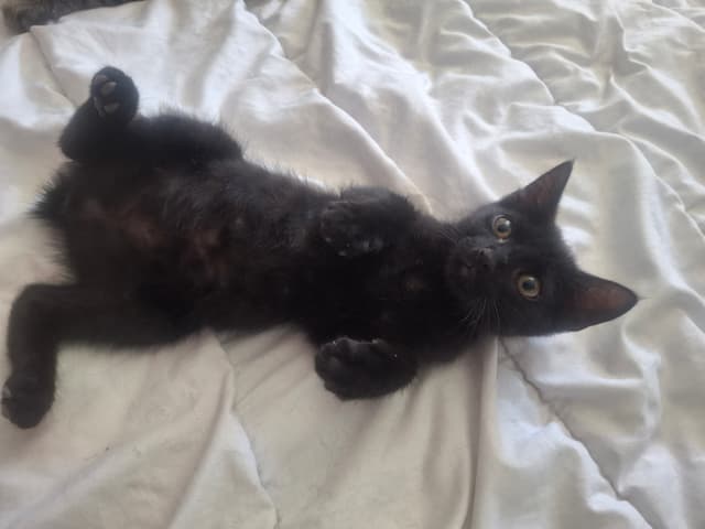 Nika