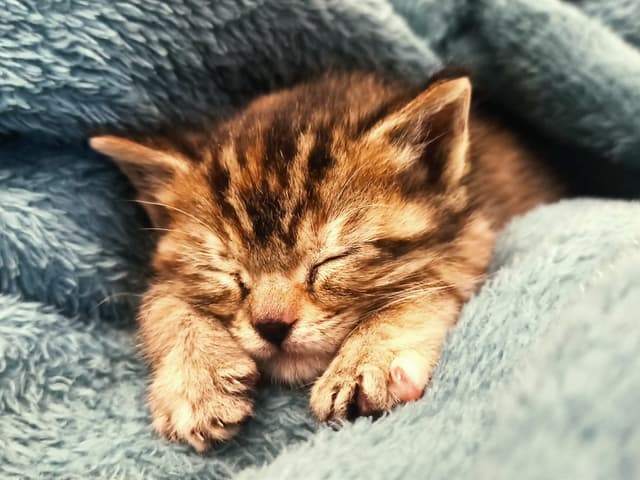 Minnie