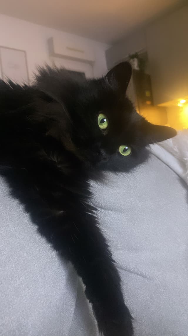 Ayka