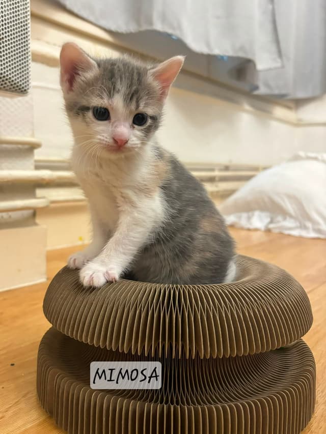 Mimosa
