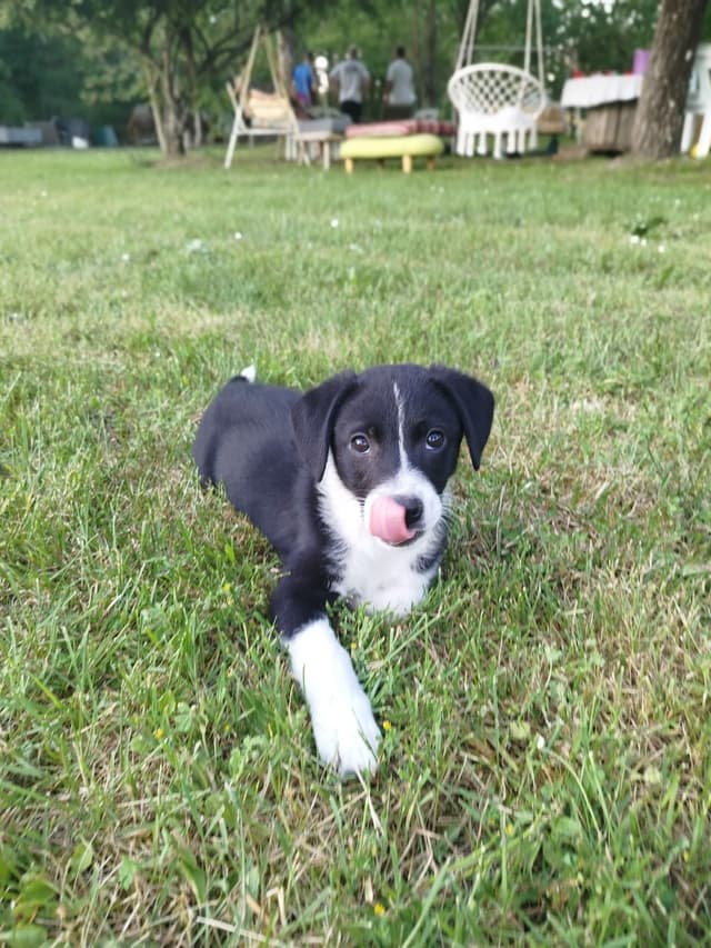 nova