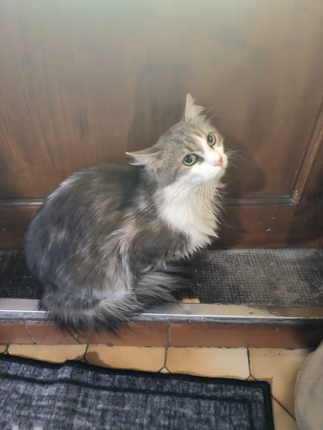 OLAF