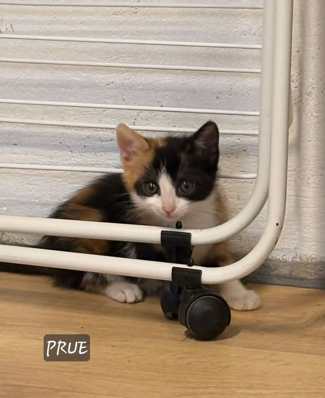 Prue