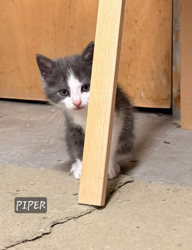 Piper