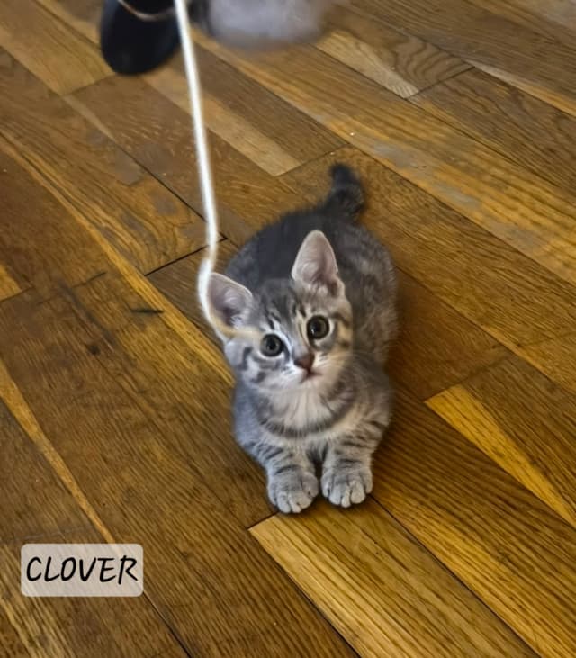 Clover