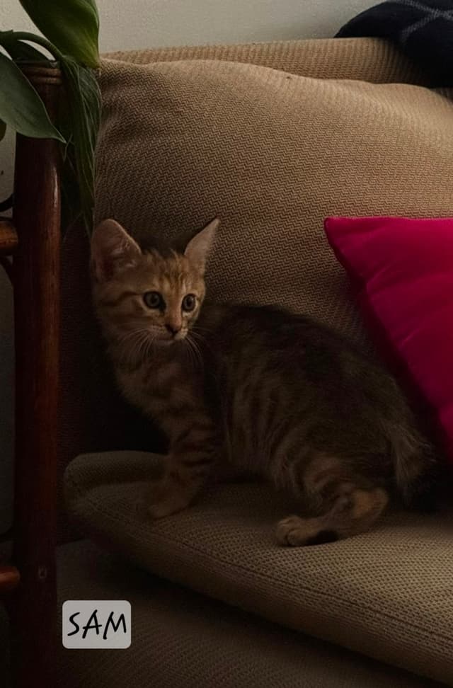 Sam