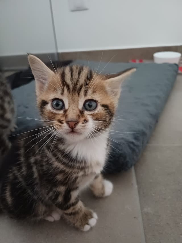 bueno