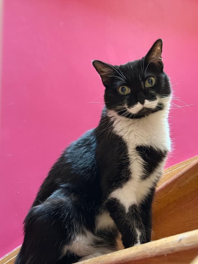 Stache