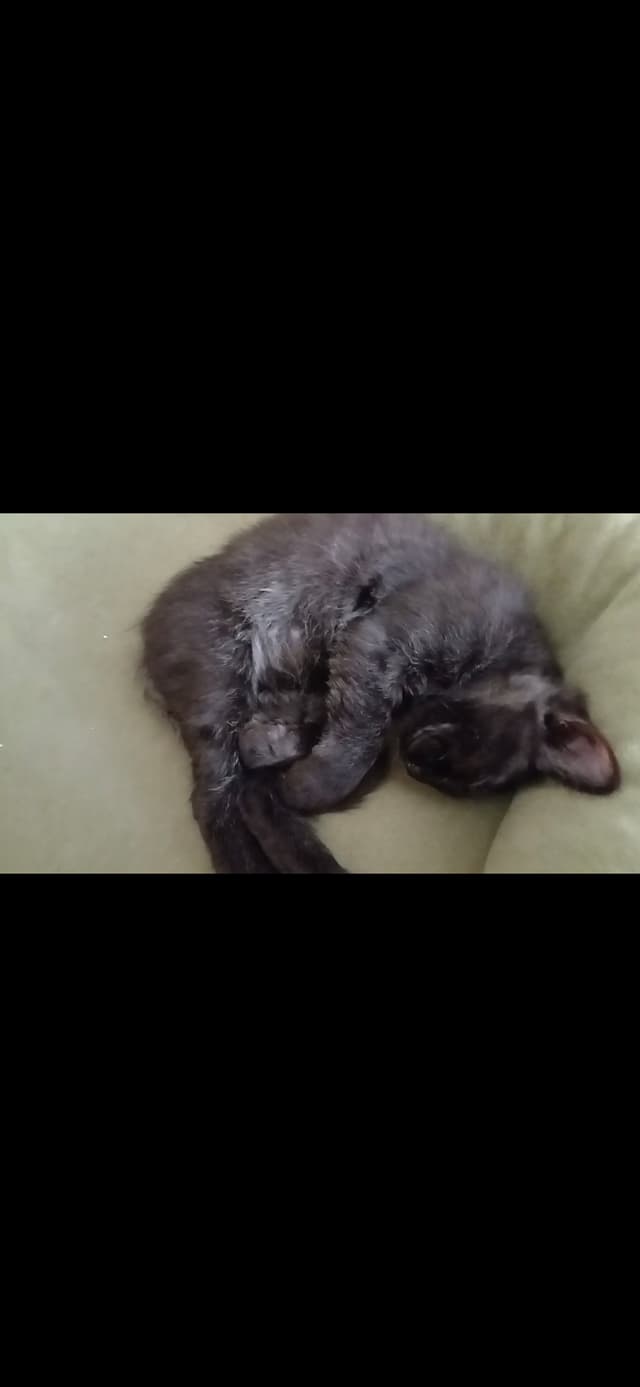 Pepper