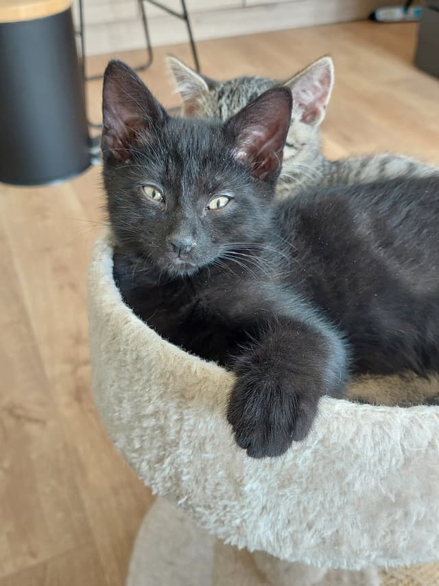 Ozzy