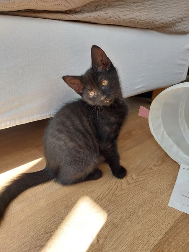 Mocca