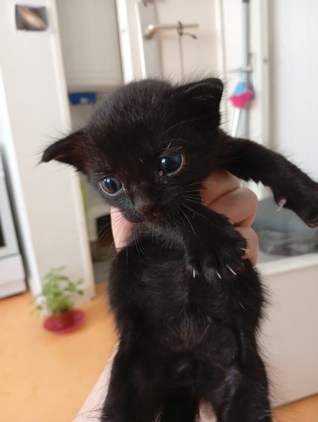 Kuro