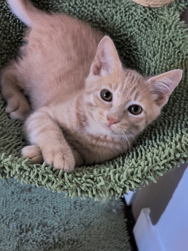 BERLIOZ