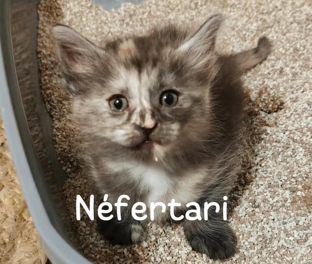 Néfertari