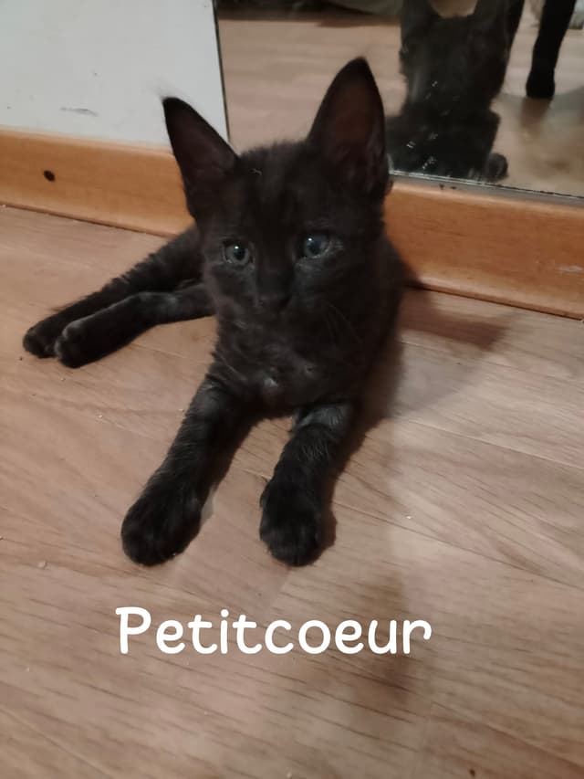 Petitcoeur