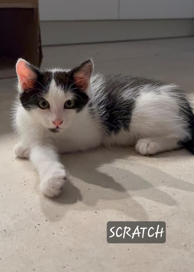 Scratch
