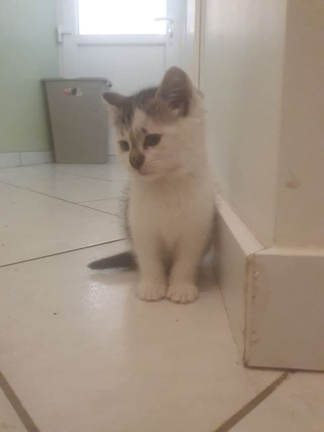 Miro