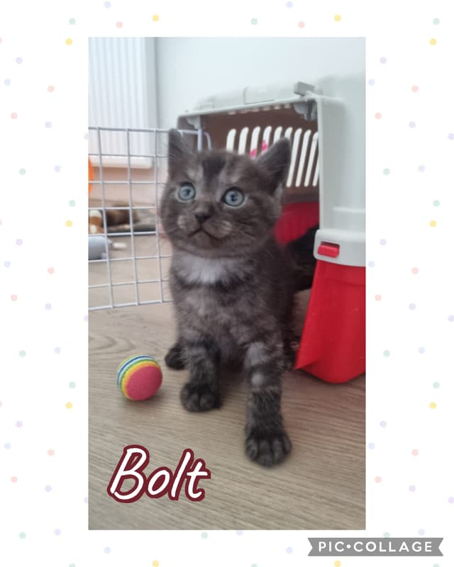 bolt