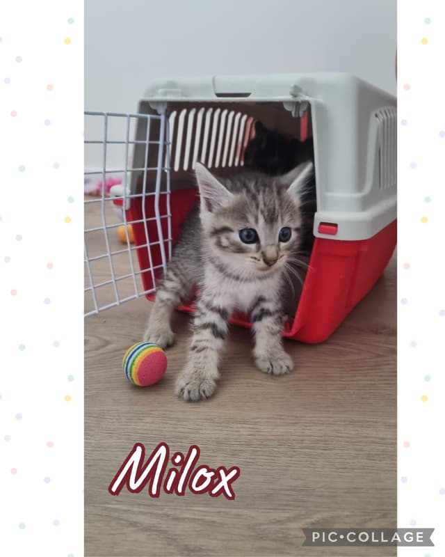 milox