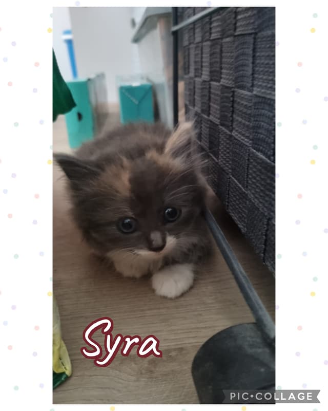 syra
