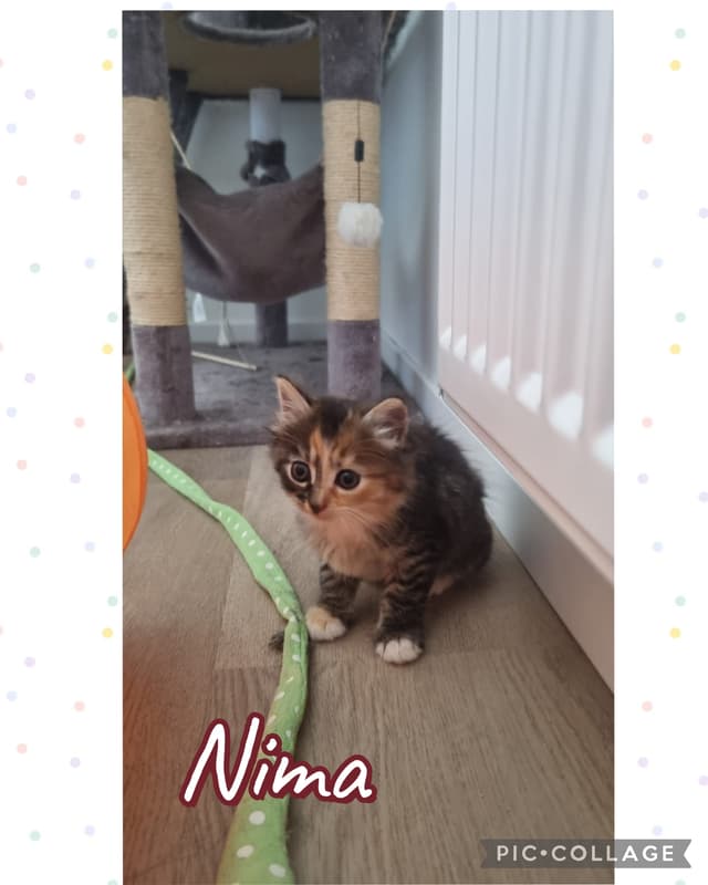 nima