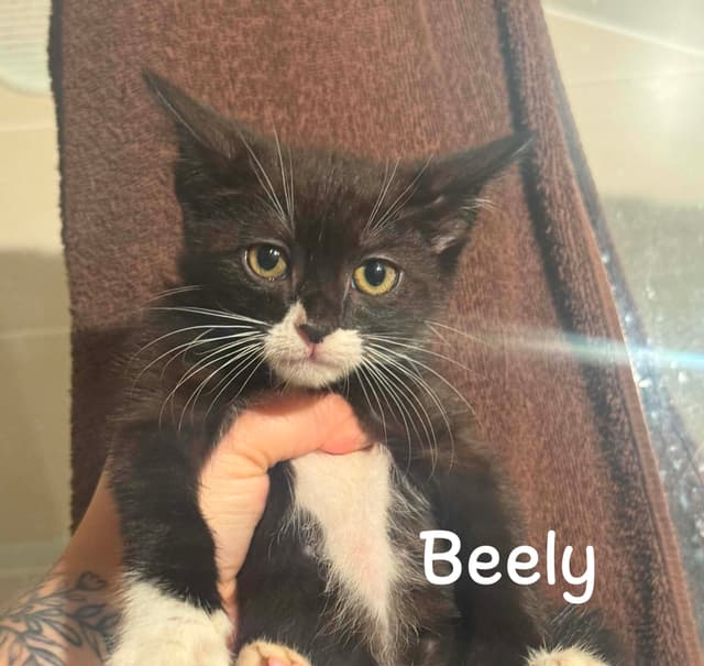 Beely