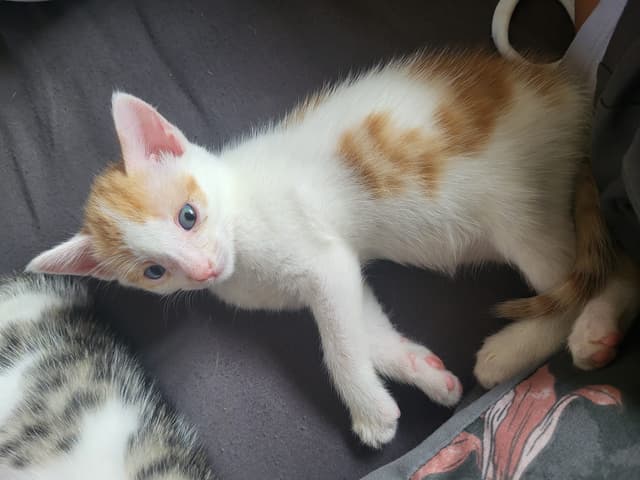 Nemo