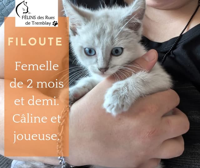 Filoute