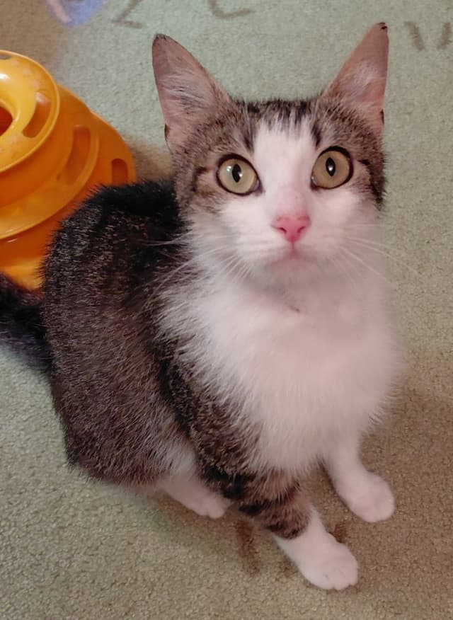 Minette