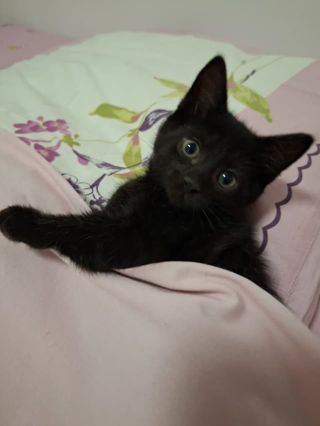Brownie