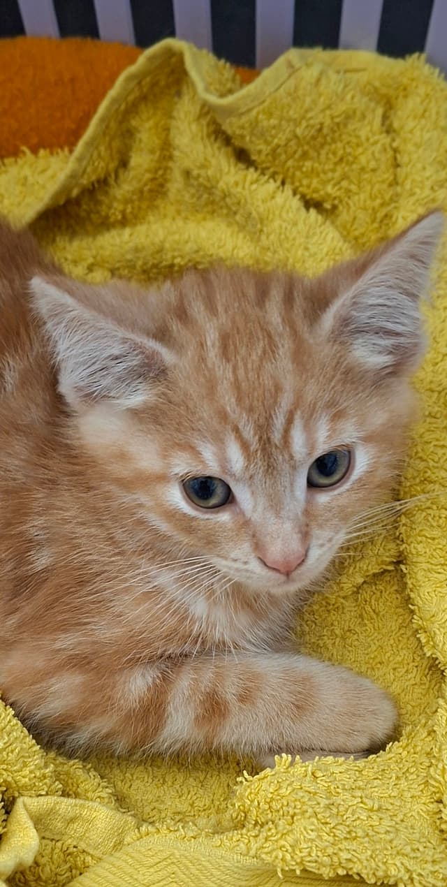 BASIL