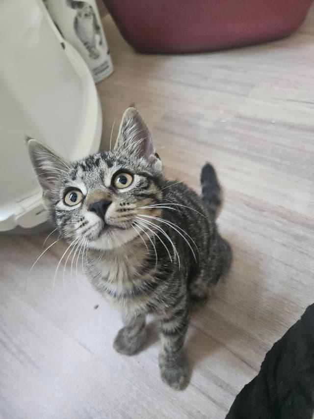 LEIA
