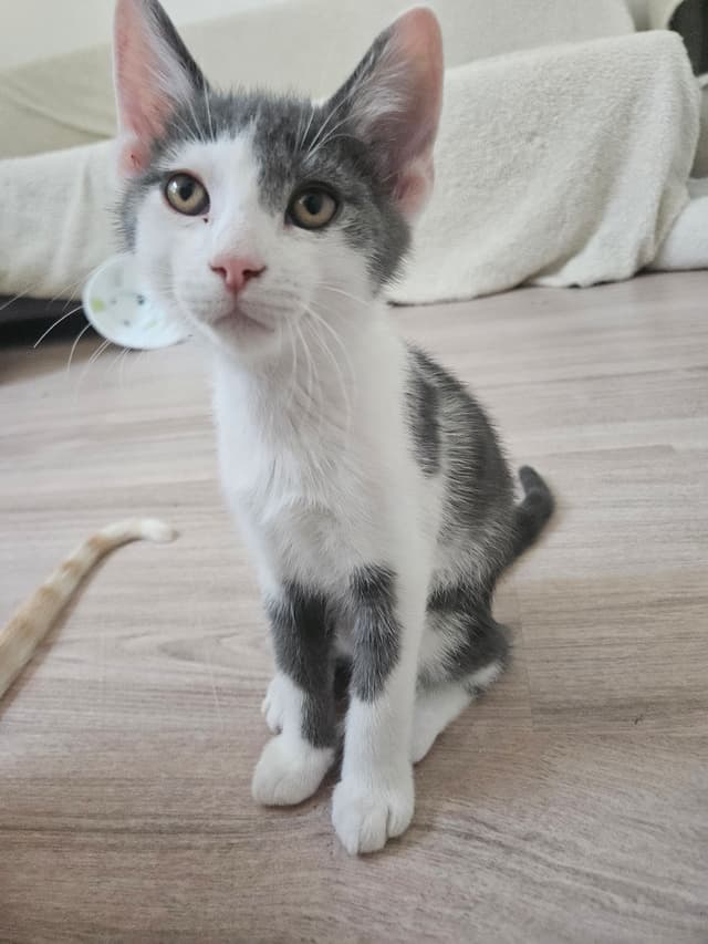 KYLO