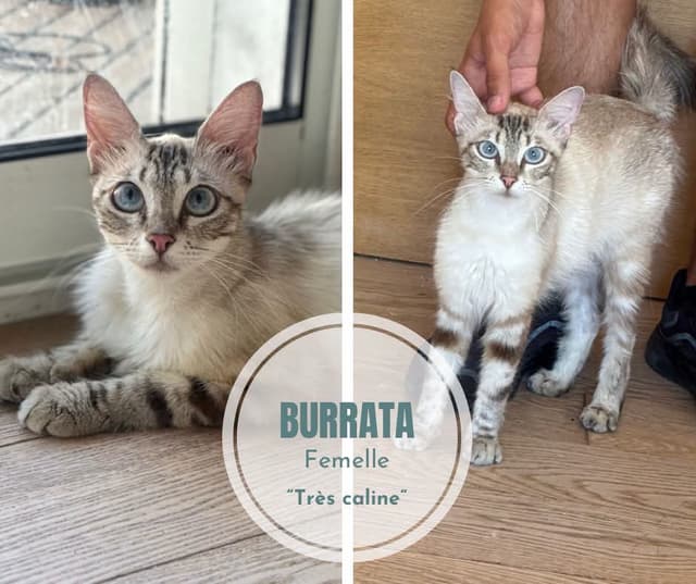 Burrata