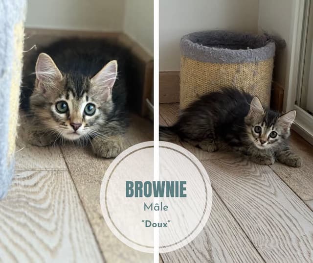 Brownie