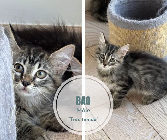 Bao