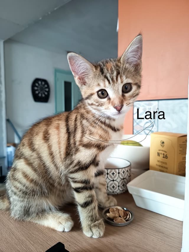 lara