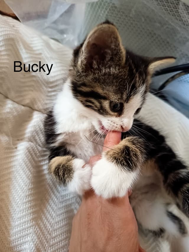 bucky