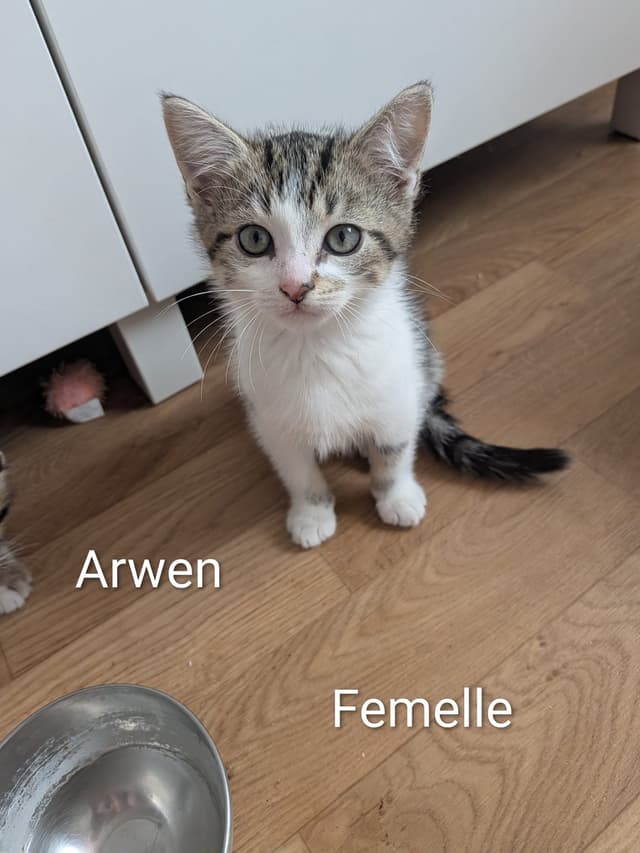 arwen