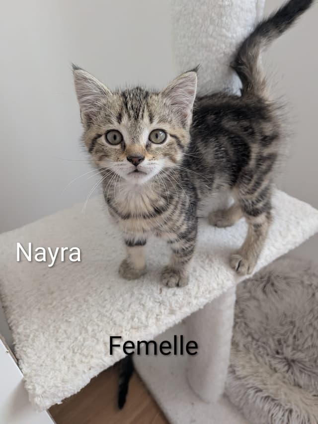 nayra