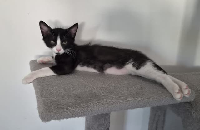 DOMINO