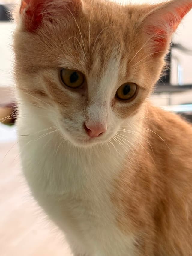 bowie
