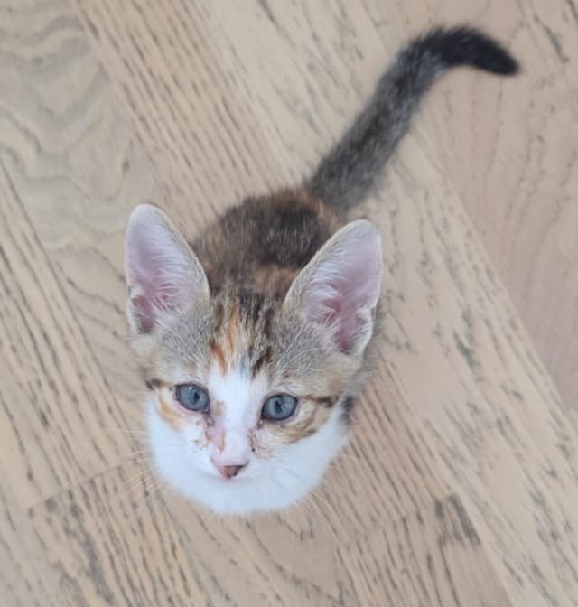 NANIE