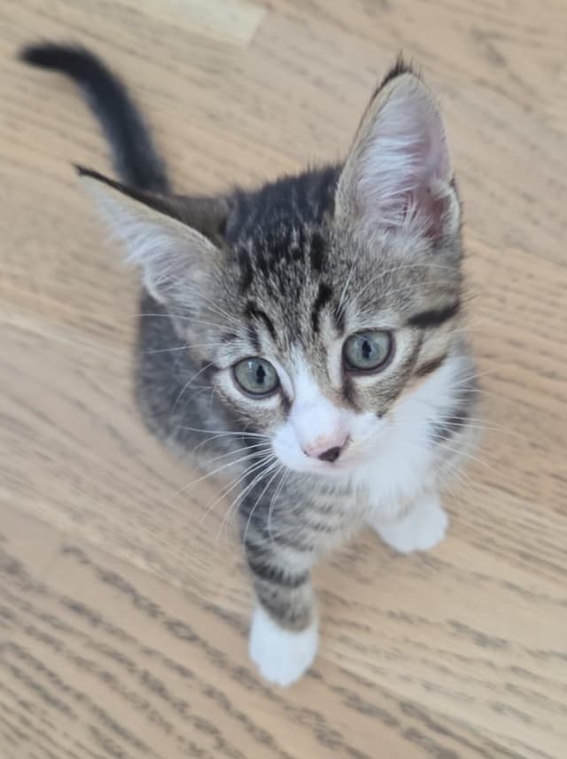 LIKO