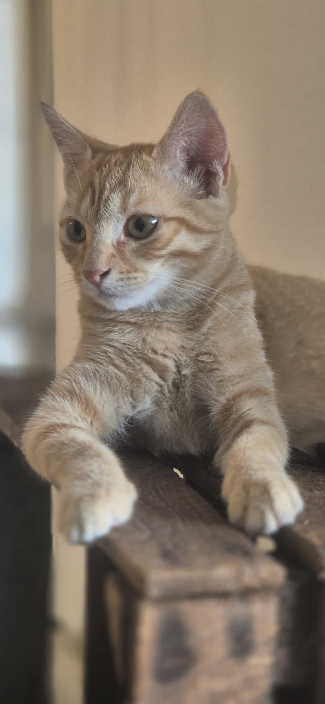 Ruby