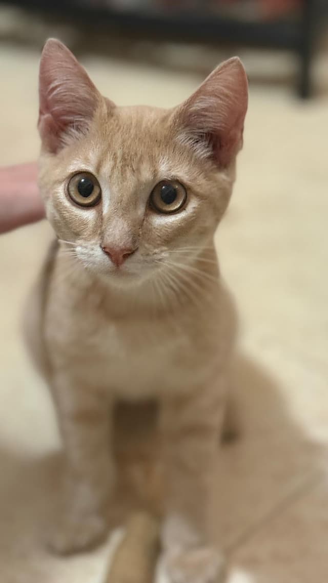 maiqui