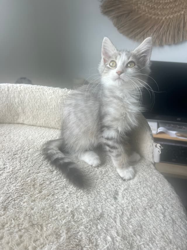 Yuki