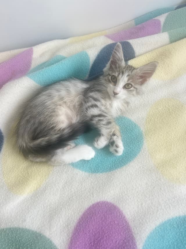 Yuki