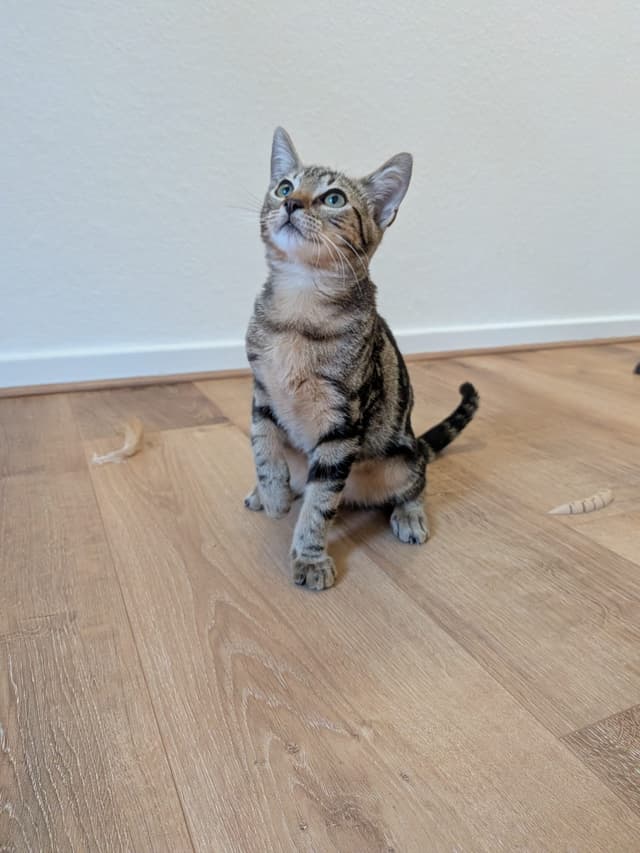 PRISTI