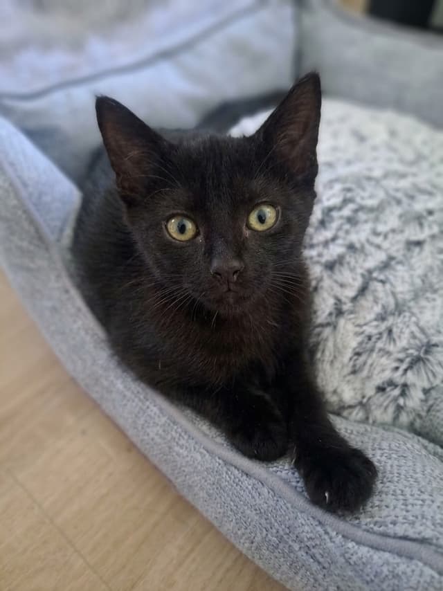 Myrtille